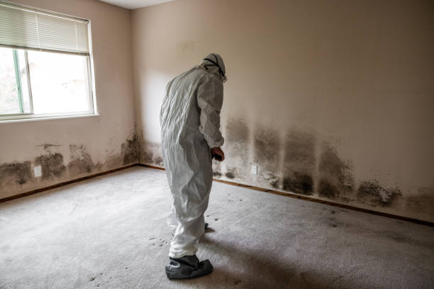 Home Mold Removal in Northville, NY